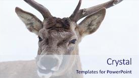 Presentation with snow blizzard in winter - Slide deck with noble deer male in winter background and a sky blue colored foreground