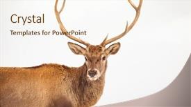  Presentation with deer - Slide set consisting of noble deer male in winter background and a cream colored foreground