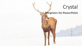  Presentation with snow blizzard in winter - PPT layouts featuring noble deer male in winter background and a white colored foreground