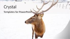  Presentation with snow blizzard in winter - Presentation consisting of noble deer male in winter background and a white colored foreground