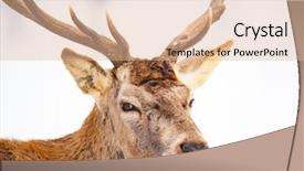  Presentation with deer - Presentation theme with noble deer male in winter background and a lemonade colored foreground