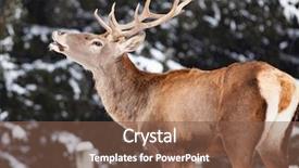  Presentation with snow blizzard in winter - Audience pleasing presentation theme consisting of noble deer male in winter backdrop and a tawny brown colored foreground