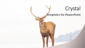  Presentation with deer - Amazing slide set having noble deer male in winter backdrop and a white colored foreground