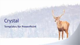  Presentation with snow blizzard in winter - Beautiful PPT theme featuring noble deer male in winter backdrop and a sky blue colored foreground