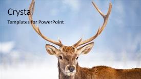  Presentation with snow blizzard in winter - Colorful presentation theme enhanced with noble deer male in winter backdrop and a light blue colored foreground
