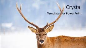  Presentation with snow blizzard in winter - Slide set having noble deer male in winter background and a light blue colored foreground
