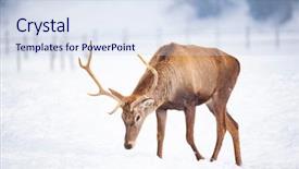  Presentation with deer - Presentation theme featuring noble deer male in winter background and a sky blue colored foreground