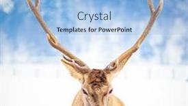  Presentation with deer - Audience pleasing presentation design consisting of noble deer male in winter snow backdrop and a light blue colored foreground