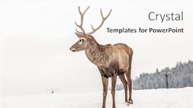  Presentation with deer - Slide deck enhanced with noble-deer-male-in-winter background and a white colored foreground