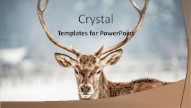  Presentation with deer - Colorful slide set enhanced with noble-deer-male-in-winter backdrop and a light gray colored foreground
