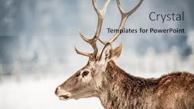  Presentation with snow blizzard in winter - Slide set with noble-deer-male-in-winter background and a light gray colored foreground