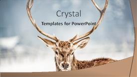  Presentation with snow blizzard in winter - Slide deck with noble-deer-male-in-winter background and a light blue colored foreground