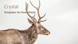  Presentation with snow blizzard in winter - Colorful PPT theme enhanced with noble-deer-male-in-winter backdrop and a sky blue colored foreground
