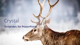  Presentation with snow blizzard in winter - Audience pleasing slide deck consisting of noble-deer-male-in-winter backdrop and a lemonade colored foreground