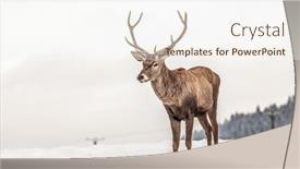  Presentation with deer - Slide set consisting of noble-deer-male-in-winter background and a cream colored foreground