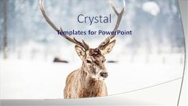  Presentation with deer - Beautiful slide set featuring noble-deer-male-in-winter backdrop and a lemonade colored foreground