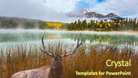  Presentation with autumn morning - Audience pleasing presentation design consisting of noble deer with branched horns backdrop and a tawny brown colored foreground