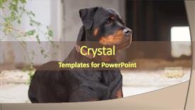  Presentation with fenway park - Colorful presentation design enhanced with noble rottweiler lying backdrop and a  colored foreground