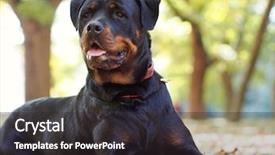  Presentation with bbq park - PPT theme having noble rottweiler lying background and a dark gray colored foreground