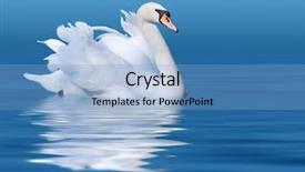  Presentation with blue water - Presentation design featuring noble swan with reflection background and a light blue colored foreground