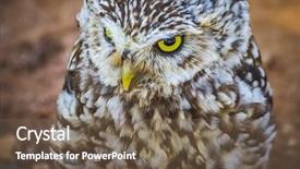  Presentation with gray - Theme enhanced with noctua cute little owl gray background and a tawny brown colored foreground