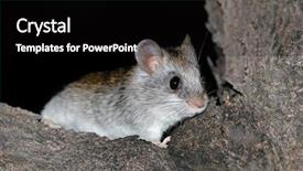  Presentation with rat - Audience pleasing PPT theme consisting of mousq nature - nocturnal acacia tree rat thallomys backdrop and a black colored foreground