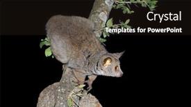  Presentation with old map south africa - Audience pleasing slide set consisting of nocturnal-greater-galago-or-bushbaby backdrop and a wine colored foreground