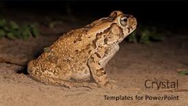  Presentation with africa - Slide deck consisting of nocturnal-guttural-toad-amietophrynus-gutturalis background and a coral colored foreground