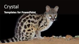  Presentation with south africa - Amazing presentation theme having nocturnal-large-spotted-genet-genetta backdrop and a black colored foreground