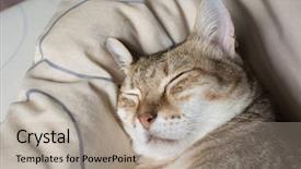  Presentation with dog and cat on computer - Amazing presentation theme having nod - cat dozed with funny expression backdrop and a  colored foreground