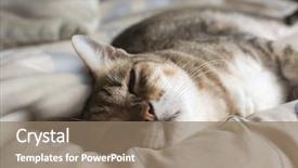  Presentation with ground subsidence - PPT theme with nod - cat dozed with funny expression background and a  colored foreground