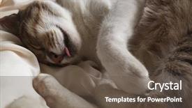  Presentation with cat - Slides enhanced with nod - cat dozed with funny expression background and a tawny brown colored foreground