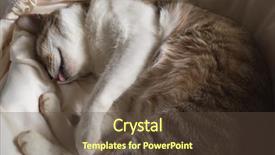  Presentation with ground subsidence - PPT layouts featuring nod - cat dozed with funny expression background and a tawny brown colored foreground