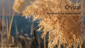  Presentation with flower pedals - Cool new presentation design with nod - closeup on fluffy winter reed backdrop and a  colored foreground