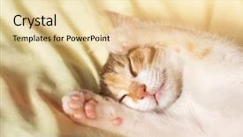  Presentation with sleep - Presentation design consisting of nod - little cat sleep on bed background and a lemonade colored foreground