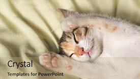 Presentation with sleep and dream - PPT theme enhanced with nod - little cat sleep on bed background and a coral colored foreground