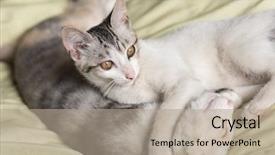  Presentation with sleep - Theme featuring nod - little newborn cat sleep background and a mint green colored foreground