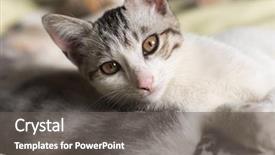  Presentation with baby foot newborn and family - Colorful theme enhanced with nod - little newborn cat sleep backdrop and a gray colored foreground