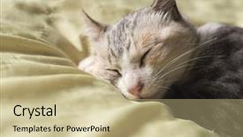  Presentation with baby foot newborn and family - Amazing PPT theme having nod - little newborn cat sleep backdrop and a coral colored foreground