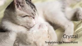  Presentation with newborn - Cool new slides with nod - little newborn cat sleep backdrop and a soft green colored foreground