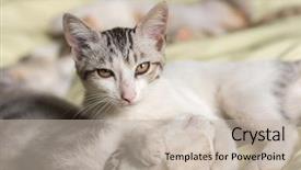  Presentation with baby foot newborn and family - Audience pleasing PPT layouts consisting of nod - little newborn cat sleep backdrop and a mint green colored foreground