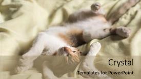  Presentation with sleep - Slide set featuring nod - little newborn cat sleep background and a coral colored foreground