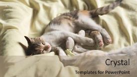  Presentation with baby foot newborn and family - Cool new PPT theme with nod - little newborn cat sleep backdrop and a coral colored foreground