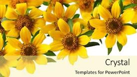  Presentation with natural - Slide deck featuring nod - set of bidens cernua background and a  colored foreground