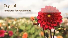  Presentation with deep - Beautiful presentation theme featuring nod - standing up proud deep red backdrop and a cream colored foreground