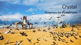  Presentation with january - Beautiful theme featuring noisy flock of pigeons taking backdrop and a light blue colored foreground