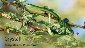  Presentation with green lake - Amazing PPT layouts having non-venomous common green snake backdrop and a gold colored foreground