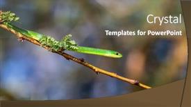  Presentation with green lake - Cool new theme with non-venomous-common-green-snake backdrop and a violet colored foreground