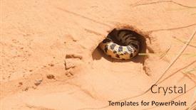  Presentation with arches - Colorful slide set enhanced with non-venomous-pacific-gopher-snake backdrop and a lemonade colored foreground