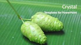  Presentation with fruit banana - PPT layouts with noni fruit on banana leaf background and a seafoam green colored foreground